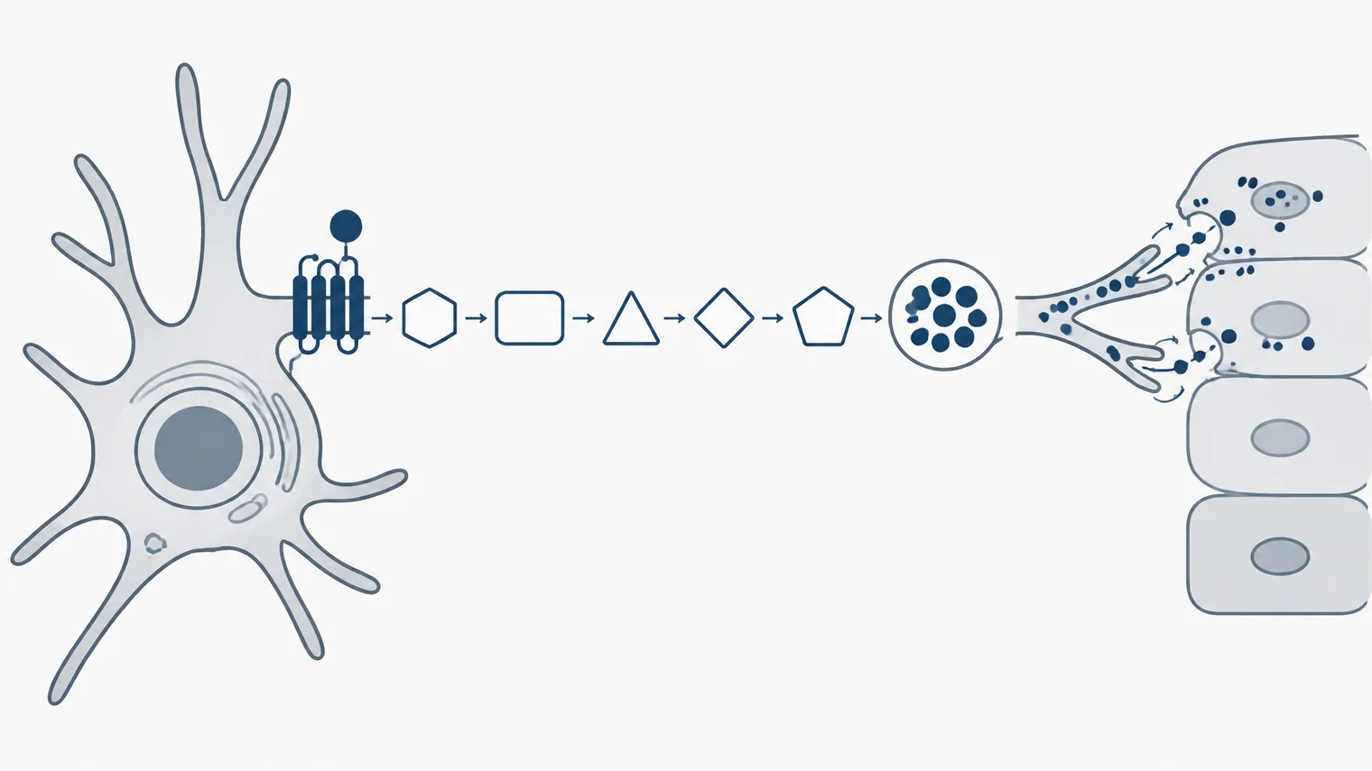 Diagrama vetorial da via MC1R–cAMP–MITF–tirosinase–eumelanina em um melanócito