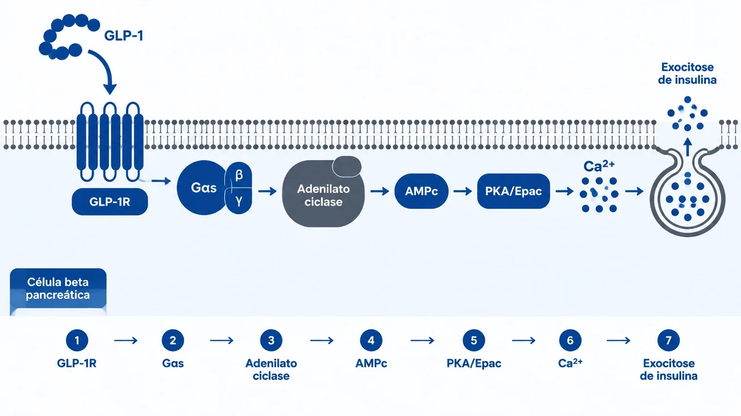 Diagrama técnico do mecanismo dos agonistas do receptor GLP-1 em uma célula beta pancreática