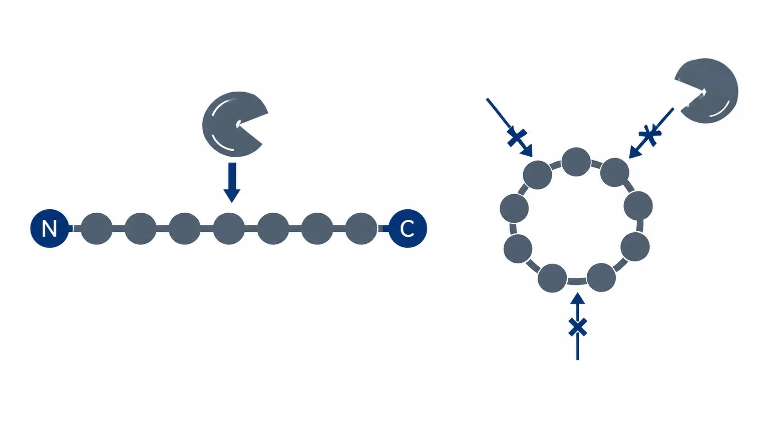 Ilustração técnica comparando um peptídeo linear aberto e um peptídeo cíclico em forma de anel, com uma protease afastada da estrutura cíclica