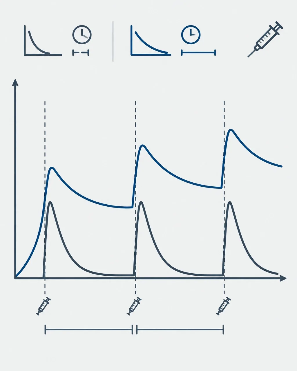 Comparação entre meia-vida curta, com pouca permanência entre doses, e meia-vida longa, com acumulação progressiva