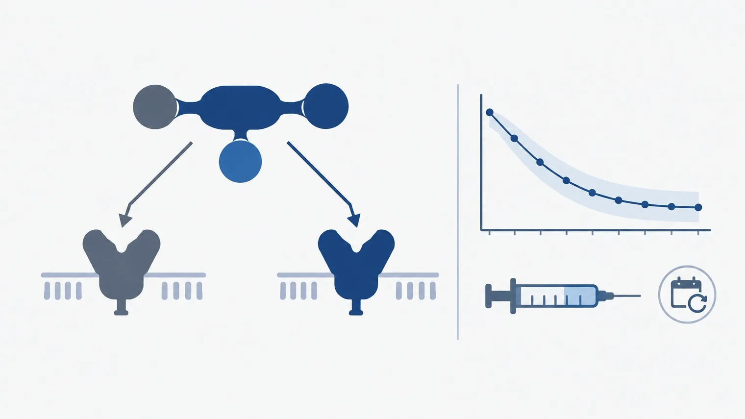 Ilustração técnica do enicepatide, agonista dual GLP-1/GIP investigacional, com curva média de perda de peso e aplicação semanal