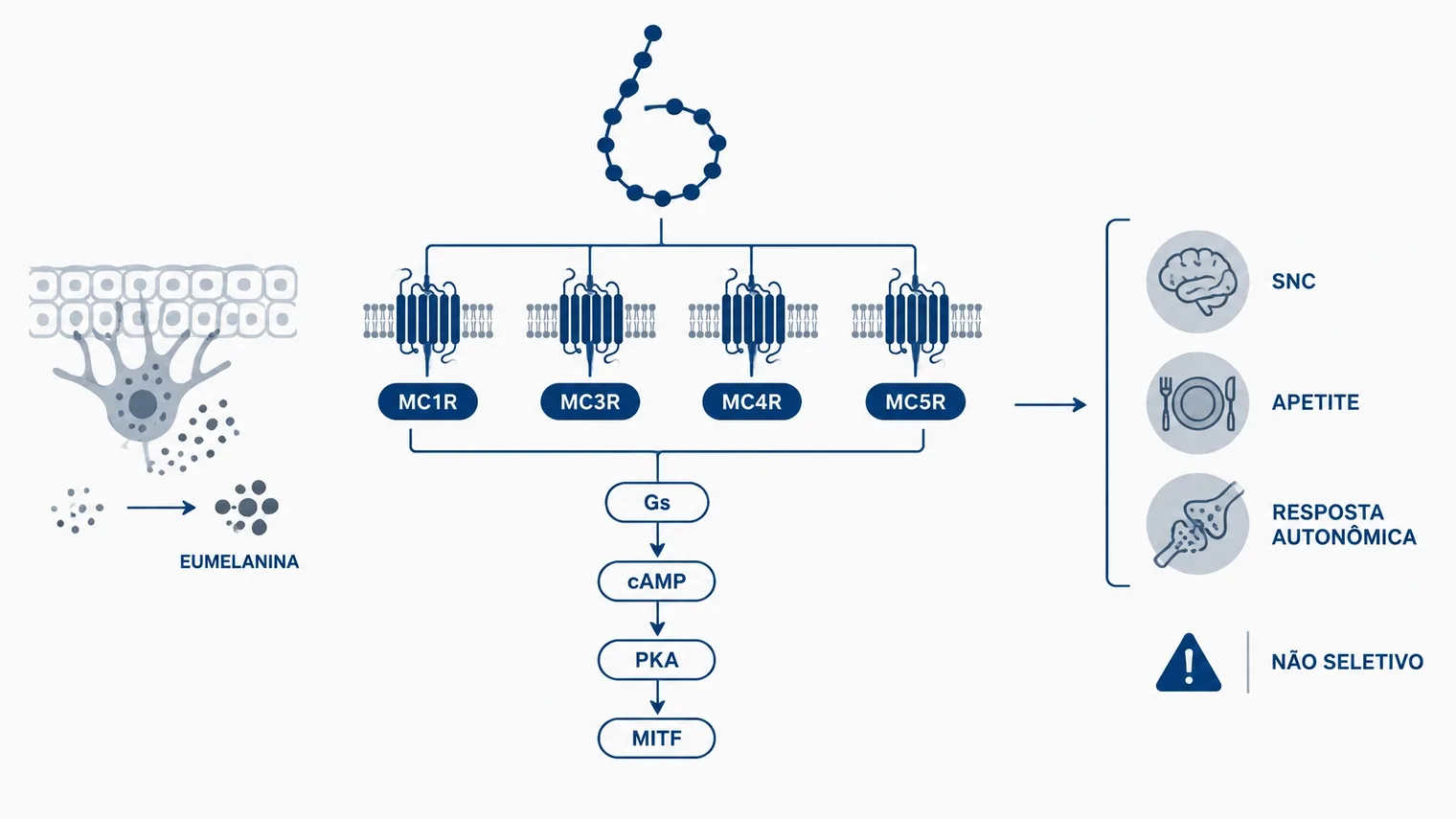 Diagrama técnico do Melanotan II, receptores de melanocortina e vias de pigmentação