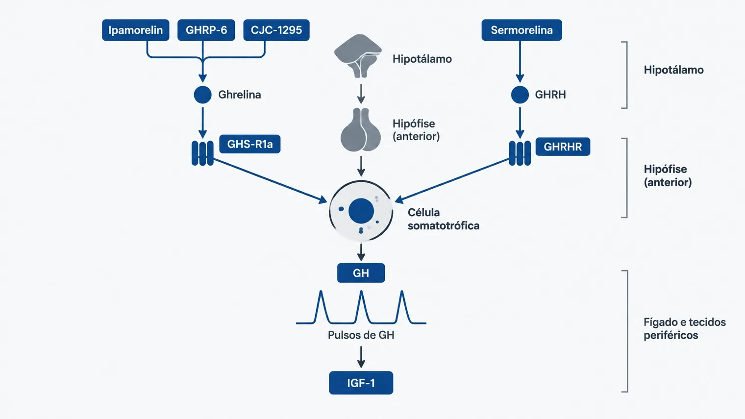 Diagrama técnico do eixo GH comparando as vias GHS-R1a e GHRHR