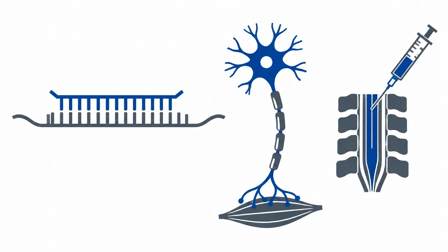 Diagrama vetorial de um oligonucleotídeo antisense ligado ao pré-mRNA FUS e a um neurônio motor