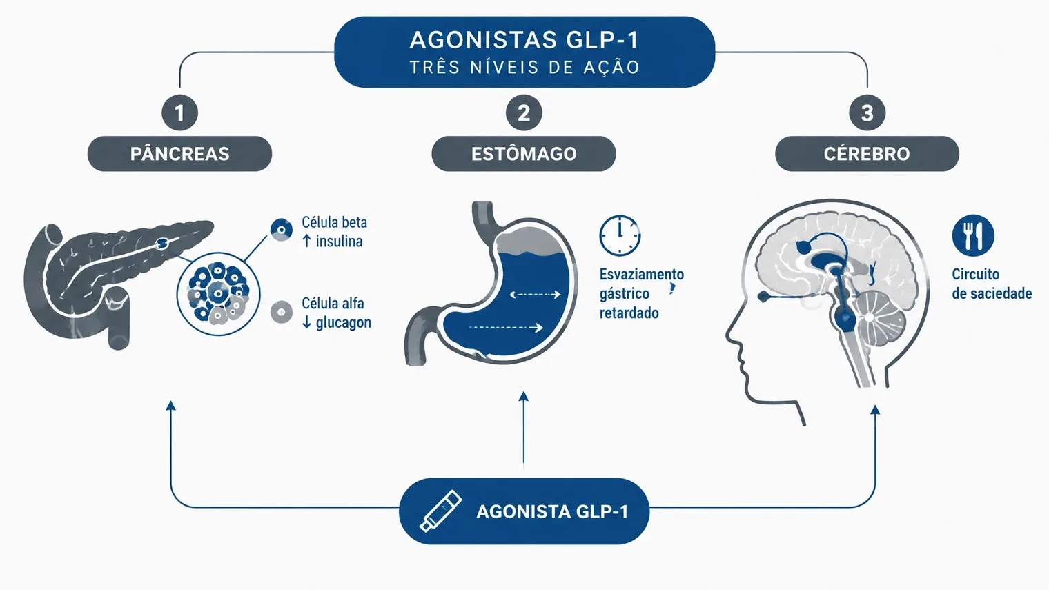 Ilustração vetorial dos três níveis de ação dos agonistas GLP-1: pâncreas, estômago e cérebro