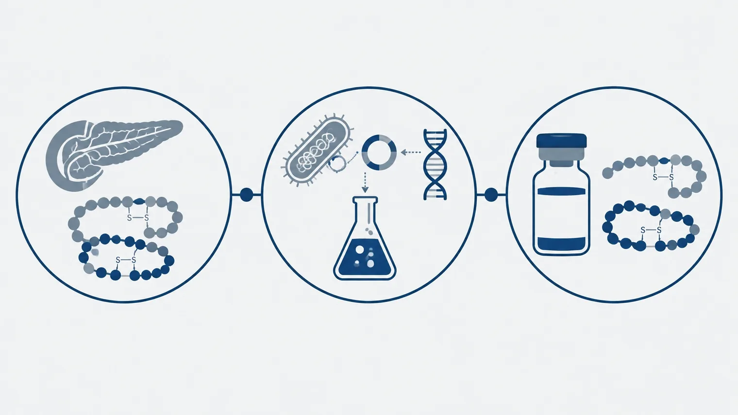 Ilustração vetorial da evolução da insulina, da extração animal à produção recombinante