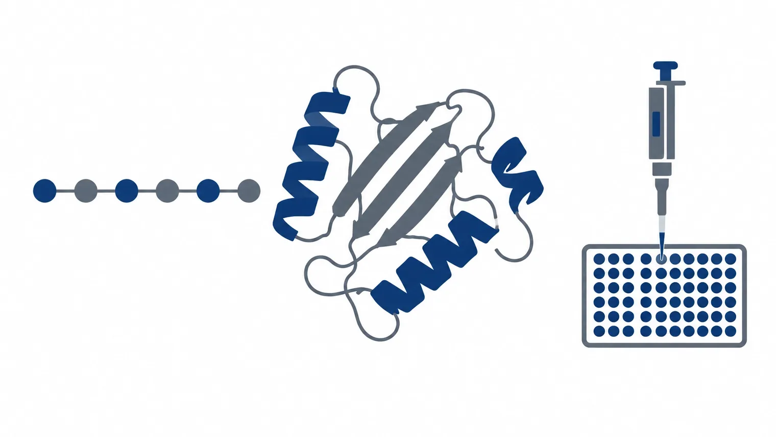 Ilustração técnica de um peptídeo curto e uma proteína maior em contexto de pesquisa biomolecular