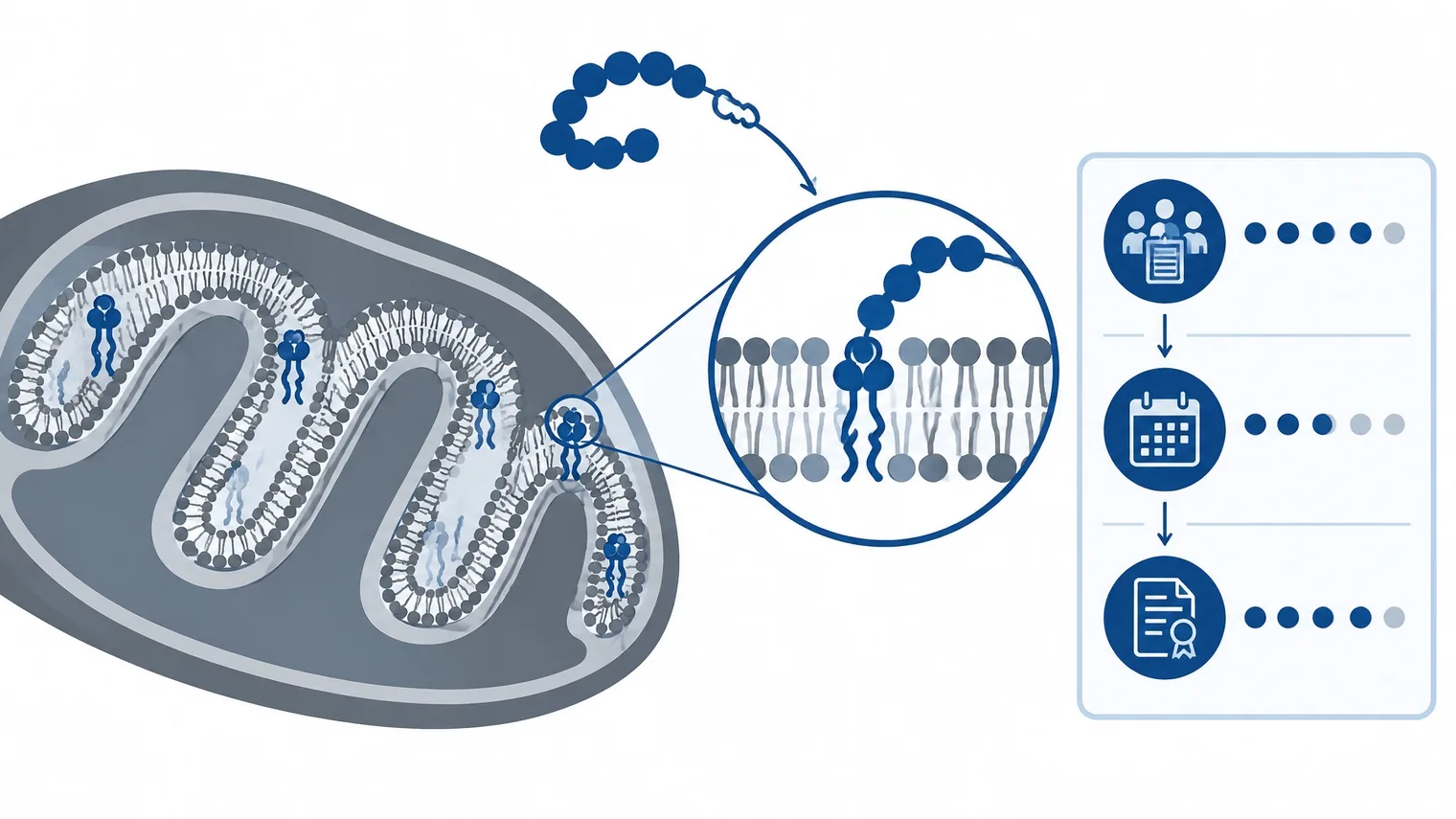 Diagrama técnico do elamipretide ligado à cardiolipina na membrana interna mitocondrial
