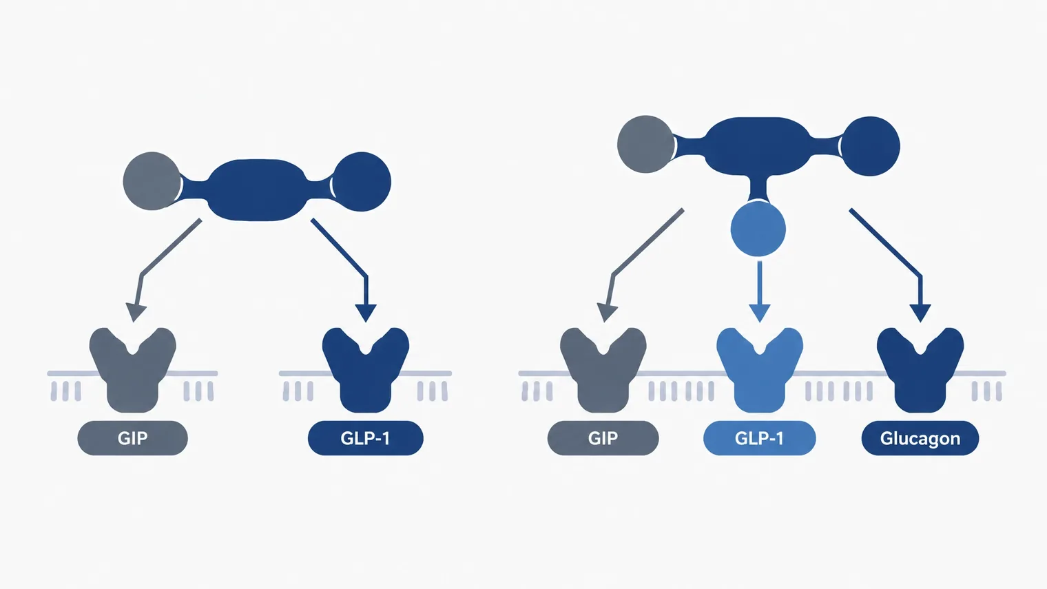 Comparação técnica entre agonista dual GIP/GLP-1 e agonista triplo GIP/GLP-1/glucagon