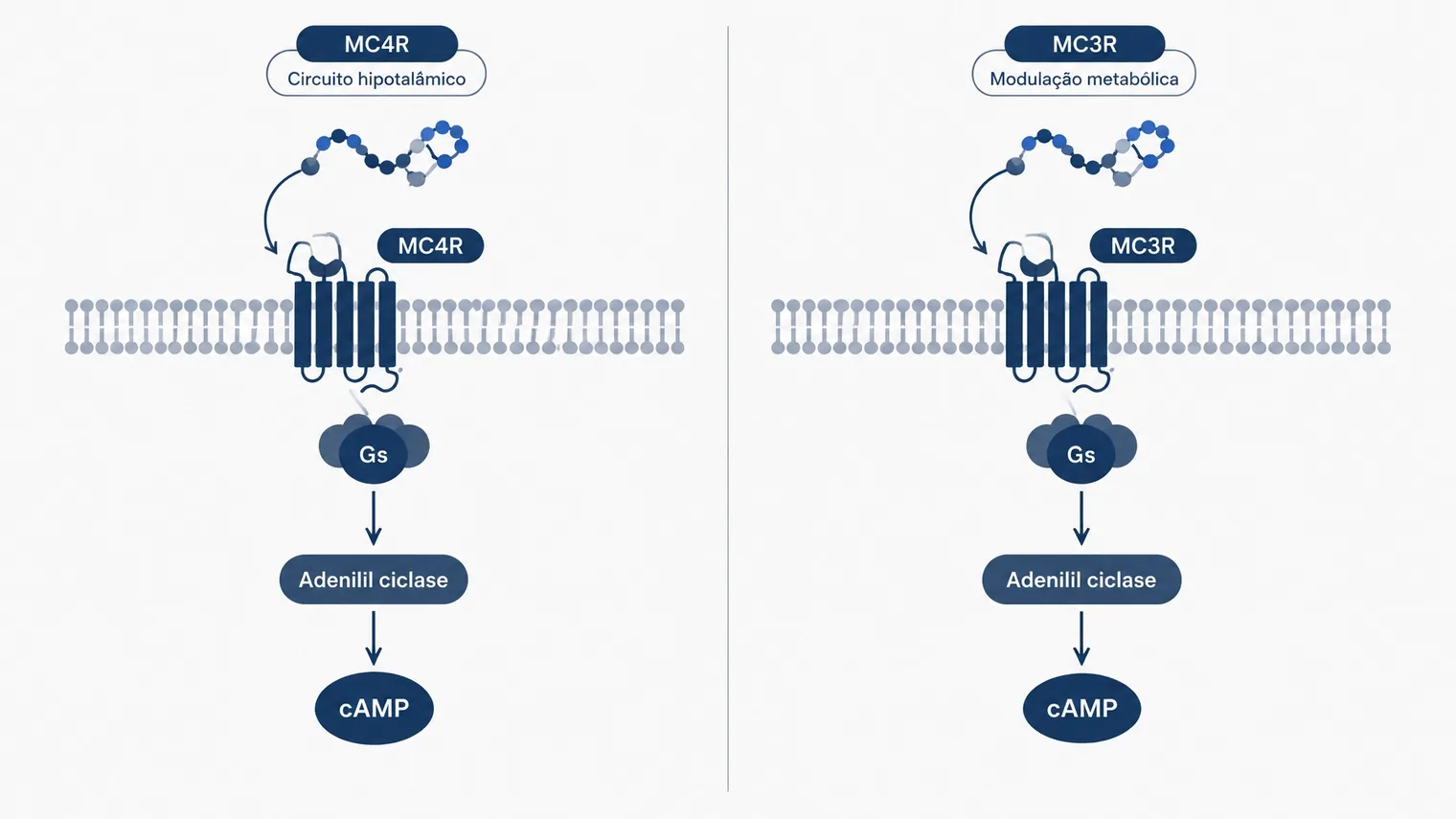 Diagrama comparativo dos receptores MC4R e MC3R e da via Gs, adenilil ciclase e cAMP